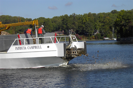 Oyster Seeding Asquith Reef